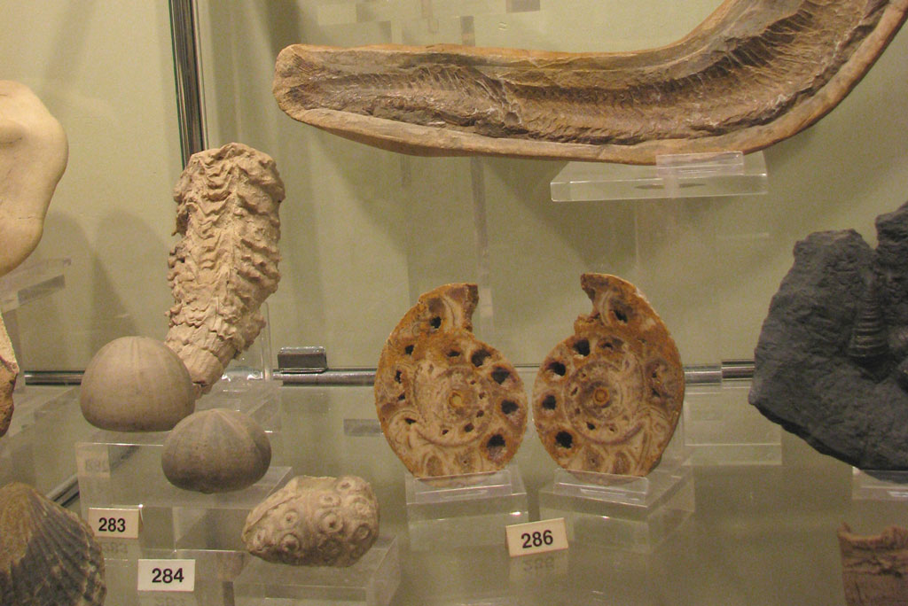 museo ciencias arnedo fosiles